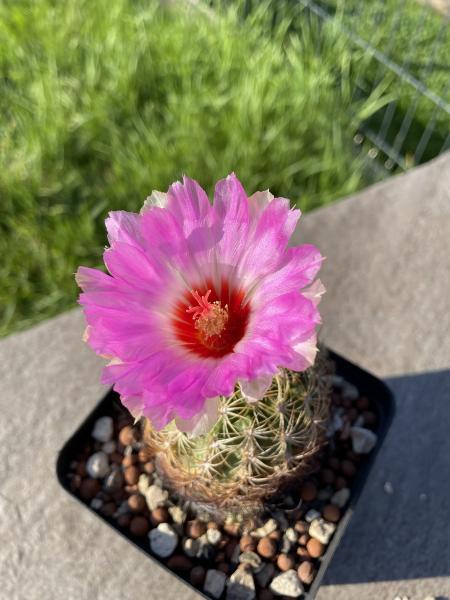 Thelocactus schwarzii